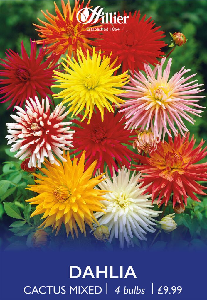 Dahlia Cactus Mixed Bulbs 8718641970508 2